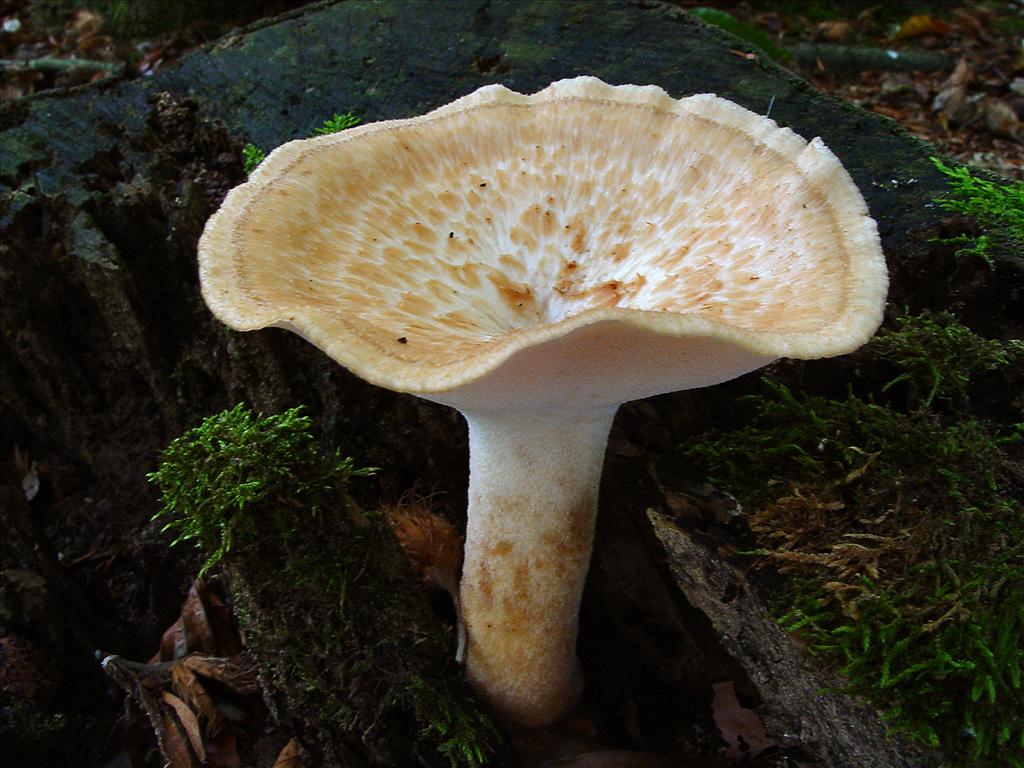 Polyporus tuberaster (door André Houter)